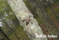 Acanthocephala