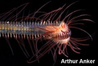 Annelida