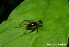 Arachnida
