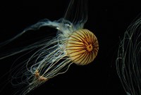 Cnidaria