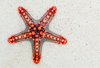 Echinodermata