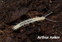 Myriapoda