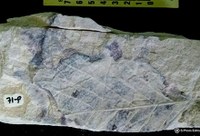 Paleobotânica