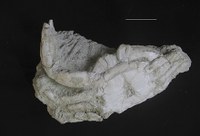 Paleoinvertebrados